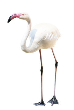 Flamingo auf weißem Hintergrund