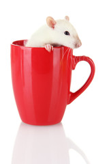 funny little rat in cup, isolated on white