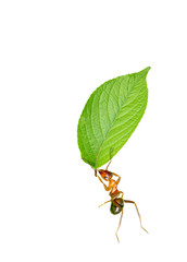 Ant and leave