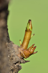 young sprout