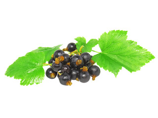 Black currant with leaf on white .Isolated.