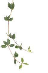 Isolated branch of striped leaves