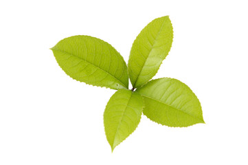 Naklejka na ściany i meble Makro zielone liście herbaty