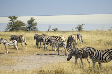 Fototapeta na wymiar dzikie zebry spaceru przez łąki