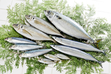 鮮魚 © kazoka303030