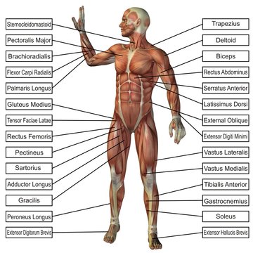High resolution conceptual 3D human anatomy and muscle isolated