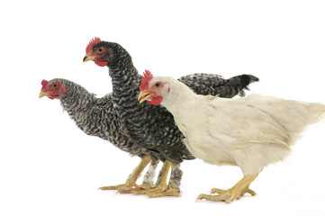 Chicken friends