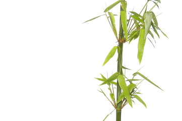 Fototapeta na wymiar Bamboo isolated