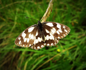 Farfalla posata