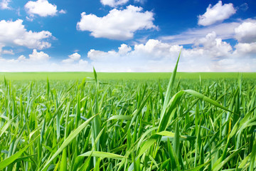 Green grass, the blue sky and white clouds