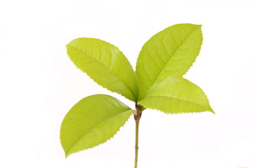 Naklejka na ściany i meble Macro of fresh tea branch leafs texture