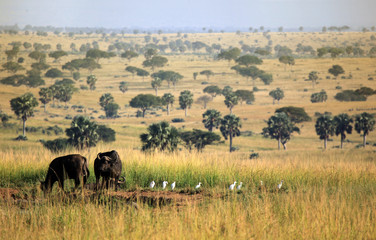 Murchison falls Buffalos - Uganda