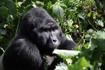 Silverback gorilla- Uganda