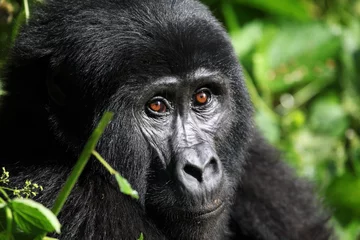 Fotobehang Mountain Gorilla - Bwindi Uganda © Alexander