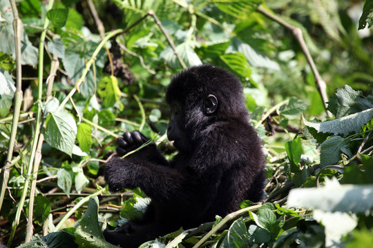 baby mountain gorilla - Uganda
