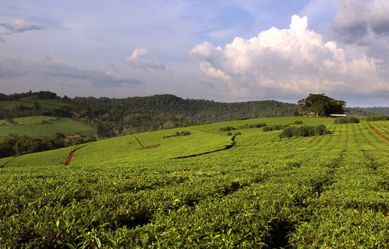 Uganda Tea Plantation
