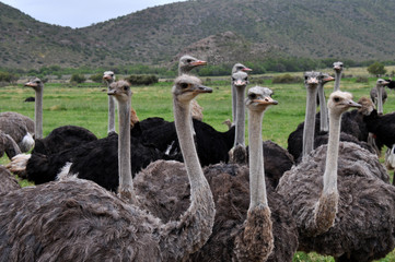 Herd of Ostrich