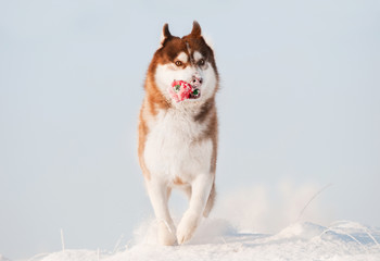 dog siberian husky runs in the snow