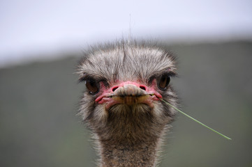 Ostrich facing the camera