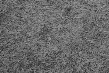 dry grass