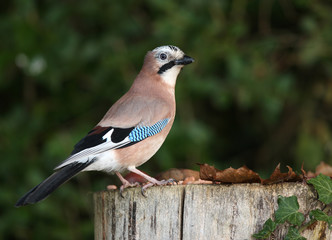 Portrait of a Jay