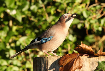 Portrait of a Jay