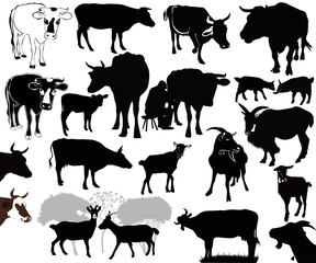 Cow  goat animals calf isolated white background vector