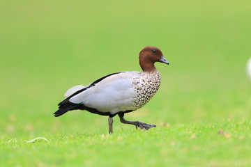 Obraz premium Australian Wood Ducks in Royal National Park,NSW,Australia