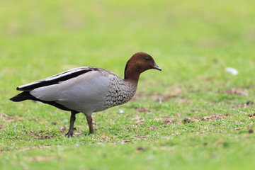 Australian Wood Ducks  in Royal National Park,NSW,Australia