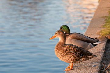 Two little ducks