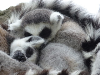 Kuscheln