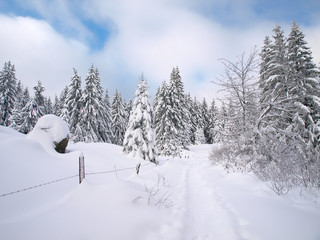 PAYSAGE HIVERNAL