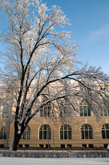 Winter tree and modern house under blue sky