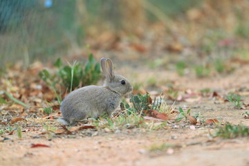 European Rabbit (Oryctolagus cuniculus)
