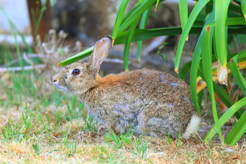Naklejka na ściany i meble European Rabbit (Oryctolagus cuniculus)