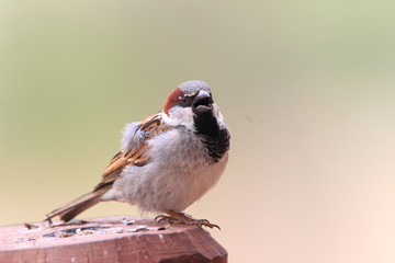 House Sparrow  Passer domesticus  in NSW,Australia