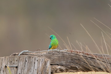 Red-rumped Parrot (Psephotus haematonotus) in Australia