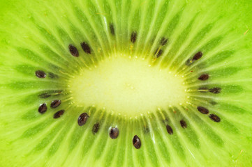 Kiwi close up © Thomas Vogt