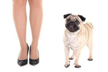 Obraz premium cute pug dog and female legs