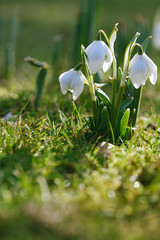 snowdrop flower in nature with dew drops