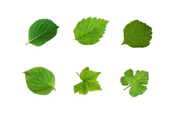 foglie verdi desktop