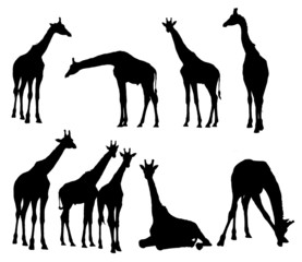 set of  giraffe silhouettes