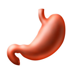 An illustration of human stomach