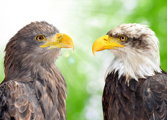 Bald Eagle with Sea Eagle