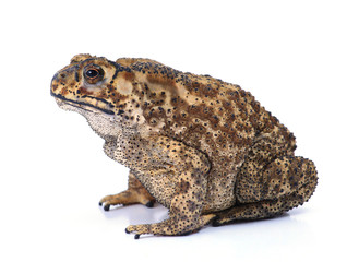 Toad