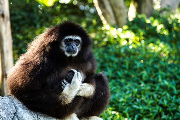 Fototapeta premium gibbon in chiangmai zoo chiangmai Thailand