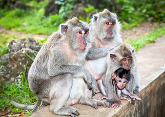 Monkey family in  Uluwatu , Bali, Indonesia.