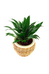 the image of a flower in a pot of room Dracaena