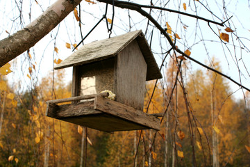 birds feeder grain