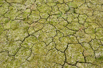 Трещины в высохшей болотистой почьве